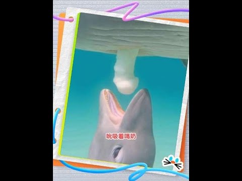 深海裡最溫柔的守候：原來鯨魚媽媽是這樣哺育寶寶的，這一幕真的讓人淚目。