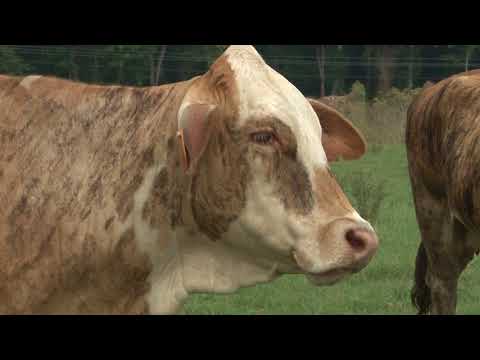 Farm to table: Meat processing plant headed to Monroe...