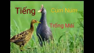 Download lagu Tiếng cúm Núm mồi - Trống Mái - Tiếng Gà Đồng # cho anh em đi bẫy mp3 Download lagu Tiếng cúm Núm mồi - Trống Mái - Tiếng Gà Đồng # cho anh em đi bẫy mp3
