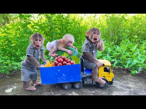 Bu Bu helps dad harvest fruit for baby monkey Su