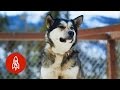 Exploring Denali National Park With Real American Sled Dogs