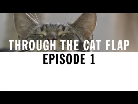 Welcome to the Cattery | Through The Cat Flap | S1 | Episode 1