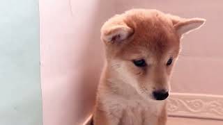 柴犬の動画01