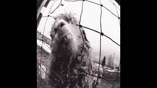 Download lagu Pearl Jam - Daughter (Remastered) mp3