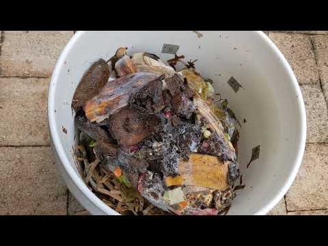 Pre Compost Experiment Attempt #2 Update – Extra Food Scraps for Worm Farm