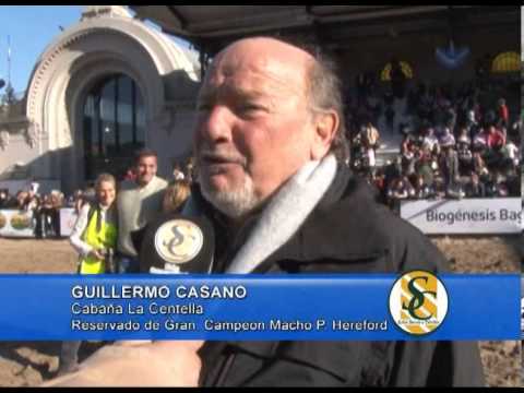 GUILLERMO CASANO - Cabaña La Centella - Reservado Gran Campeon Macho P Hereford - Expo. Palermo 2013