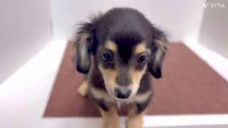 ハーフ犬の動画01