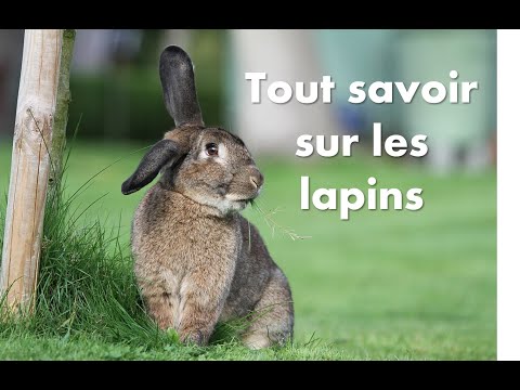 , title : '🐇 Tout savoir sur les lapins !'