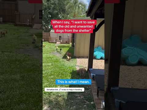 Can you help our rescue dogs⁉️🥺Link in our bio🫶 #amazon #rescuedog #chihuahua #shelter #florida