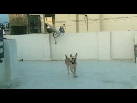 my doggy mass video / vathi raid bgm / fun time with lithika