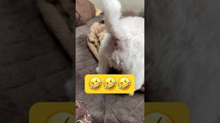 お尻がキレイだとこうなる🤣🤣🤣#shorts #可愛い犬 #マルチーズ