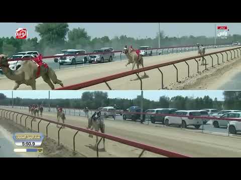 ش 1 شداد الزمول المحليات (الذيب) لـ هجن الرئاسة 12:21:87 ، ختامي المرموم 2026/4/2