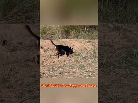 Leonidas de la Cora Rayya con 6 meses