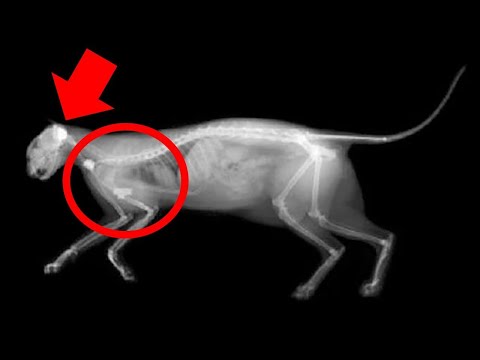 The Secret CIA Acoustic Kitty Project