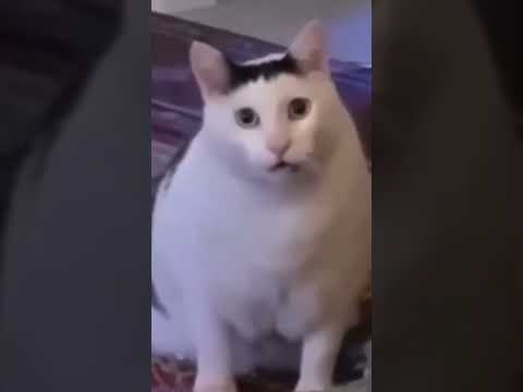 huh cat meme - YouTube