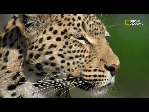 Imperio Salvaje: La roca del Leopardo