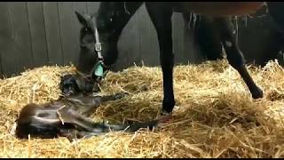 Breaking News - First foal by Clovis Du Berlais born at Yorton (Clovis Du Berlais x Lady of Llanarmon) From the family of 2016 Grand National winner Rule The World