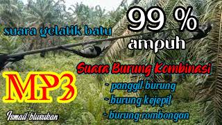 Download lagu Suara pikat burung gelatik batu. buktikan sendiri. mp3 Download lagu Suara pikat burung gelatik batu. buktikan sendiri. mp3