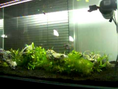 low-tech aquarium plant iwagumi 90x40x45