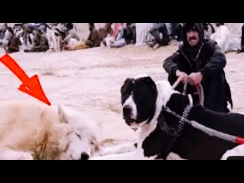 Dog Breeds that Can Kill a Timber Wolf!!!