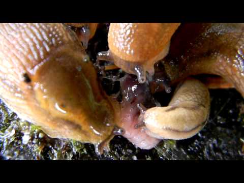 Slug feeding frenzy!!!