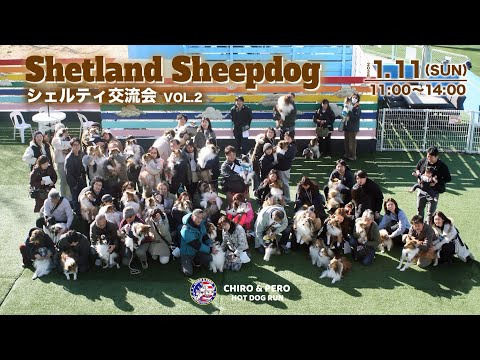 【Shetland Sheepdog】2026 1/11(sun) シェルティー交流会