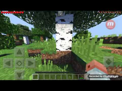 O lick apareceu no meu mundo se prestarem muita antecão