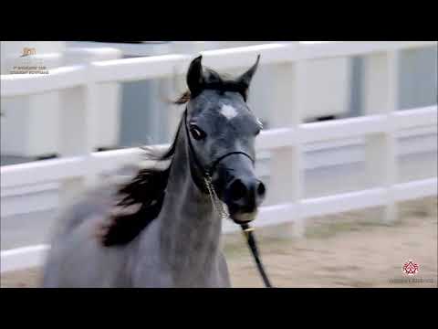 N 165 KUWAIT ALRAYAH   The Breeders Cup   Kuwait 2020   Straight Egyptians   2 Years Old Colts Class