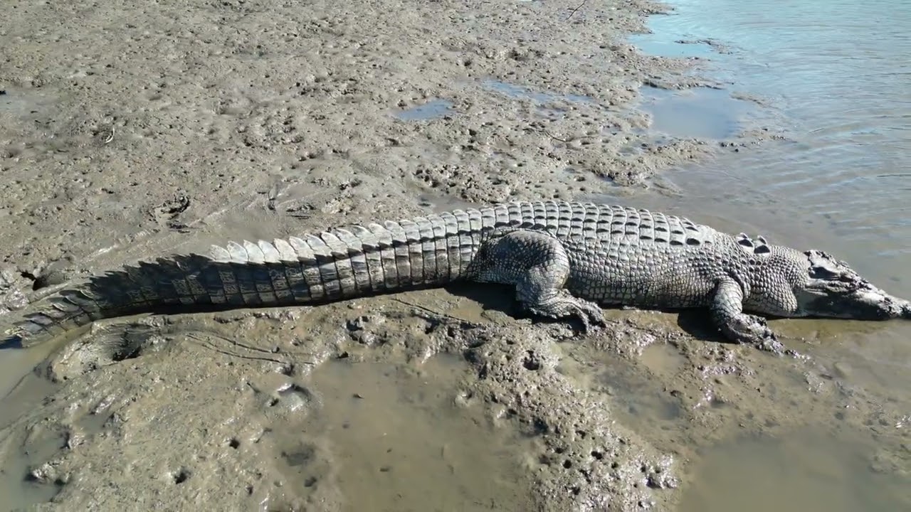 Mowbray river Crocs Port Douglas