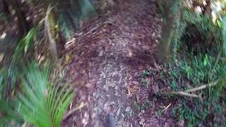 "just-Keeps-Going" part 2, Glenbervie Forest, Northland, NZ