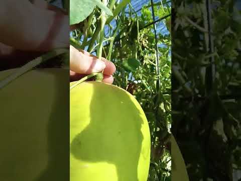 How Do You Know Your Melon Is Ripe? #arizona #garden #urbangardening #melon #harvest #honeydew