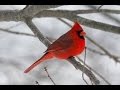 (OFFICIAL VIDEO) NORTHERN CARDINAL UNIQUE ...