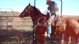 preview picture of video 'Experienced Ranch Horse'