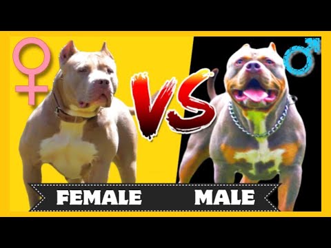 American Bully Pros And Cons