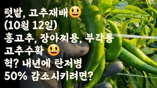 텃밭고추 마지막 수확