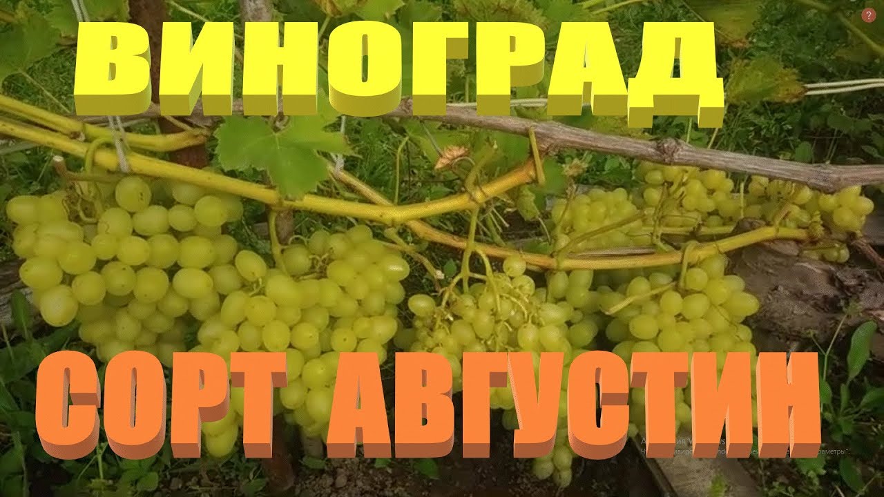 Сорта винограда для Сибири. Подробное описание, фото и видео