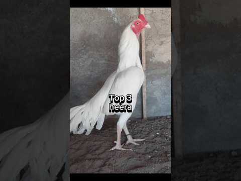Top 5 Best Aseel Roosters #aseels #aseelmurga #shorts #viral