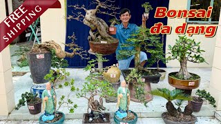 Download lagu Minh Dong 24/4 offers a price list for 29 multi-variety bonsai trees - many unique and rare trees... mp3