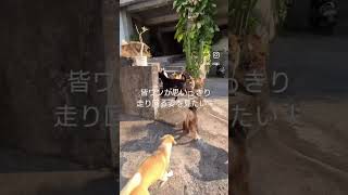 [突然家を追い出された我が家の物語②] 夫婦2人と元保護犬33匹のバリ島暮らし#ぱんはな家の日常 #バリ島在住 #doglife