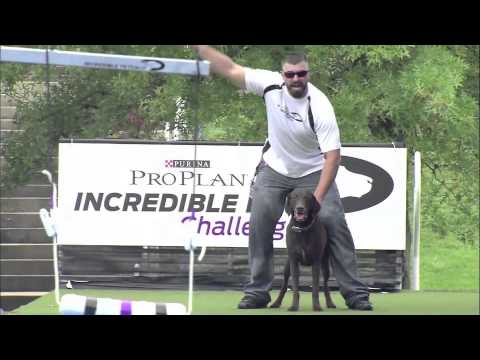 2013 IDC National Championships - Fetch It!