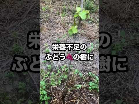 屋内および庭園の植物に効果的に肥料を与えるには、天然の自家製肥料を選択してください。  庭園