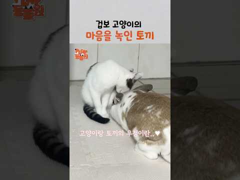 토끼 앞에 서면 개냥이가 되어버리는 고양이