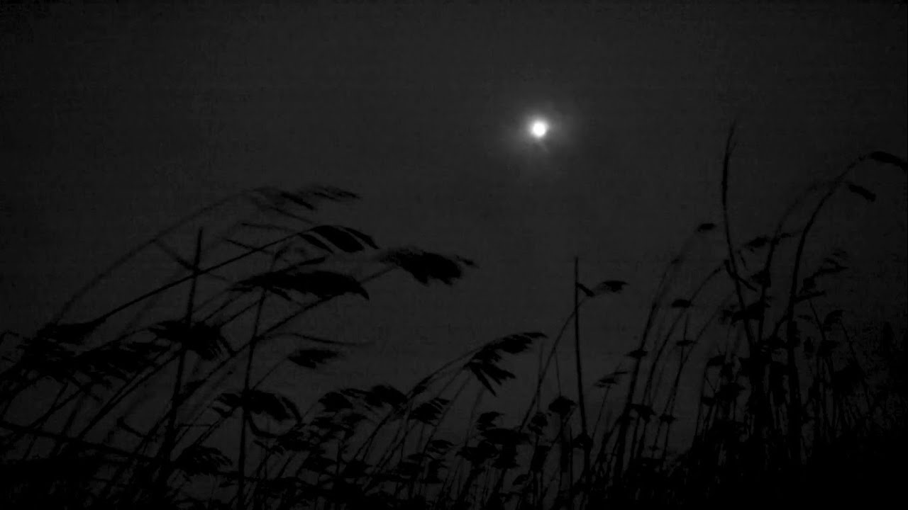 That Which Will Rise from Wind