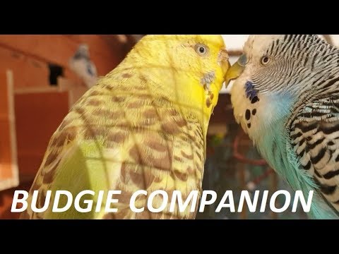 6 Hours of Budgies in their Aviary - Play For Your Budgie!