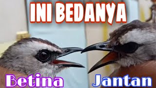 Download lagu 7 Tips cara membedakan trucukan jantan dan betina #bird gander mp3