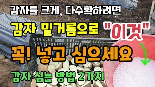 감자심는시기 감자밑거름으로 "이것" 꼭넣고 감자심으세요 감자다수확 및 큰감자 수확가능합니다 감자심는방법2가지…