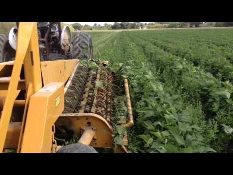 Pixall OXBO BH100 Harvesting Beans in South Florida