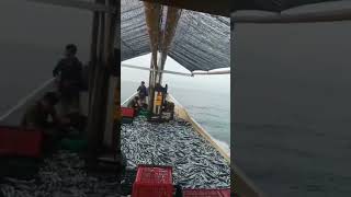 Download lagu edisi rompon tanjung menangis (sumbawa). mp3 Download lagu edisi rompon tanjung menangis (sumbawa). mp3