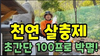 지긋지긋한! 진딧물! 벌레! 이거 로 뿌리면 100프로 해결됩니다! #진딧물살충제 #천연살충제 #진딧물제거하…