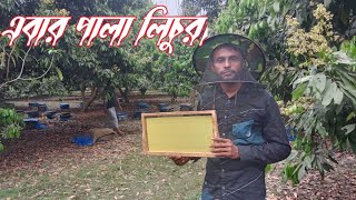 লিচুর মধু সংগ্রহ করতে এখন আমরা পাবনায়।